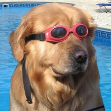 Avatar du membre